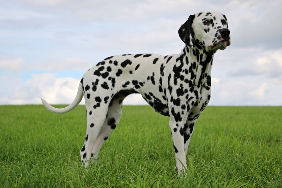 cachoro dalmata