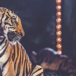 Decisão histórica proíbe 25 espécies de animais em apresentações circenses na Hungria