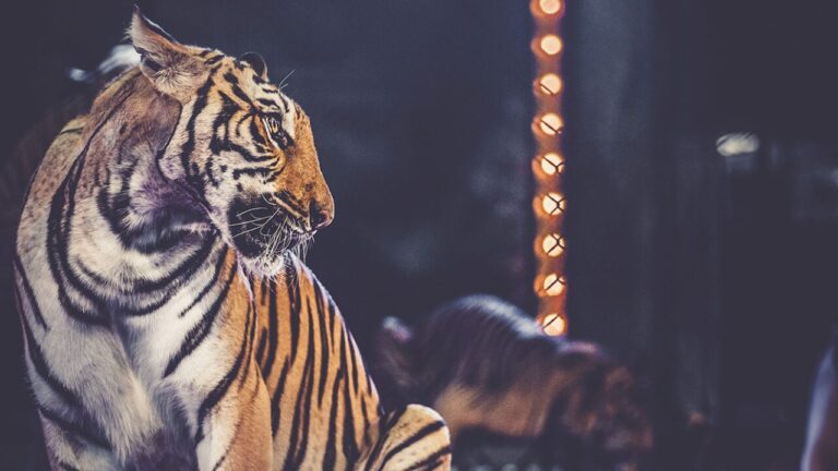 Decisão histórica proíbe 25 espécies de animais em apresentações circenses na Hungria