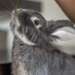 Desafios da Odontologia em coelhos domésticos