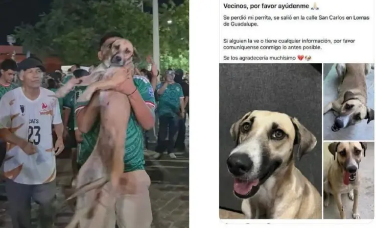 Desaparecida há um mês, cadela é encontrada após aparecer ao vivo em comemoração da Copa do Mundo
