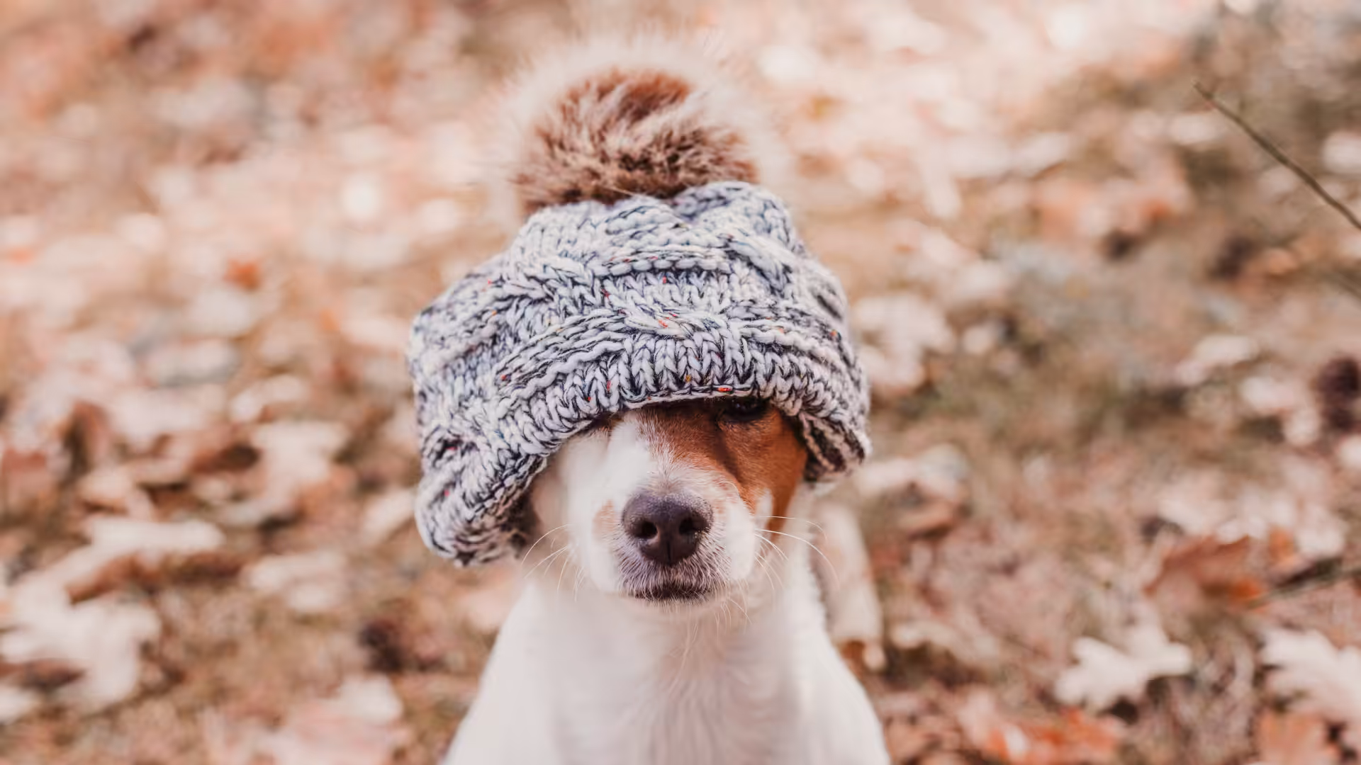 Veterinária comenta sobre como evitar dores e desconfortos nos pets durante o frio