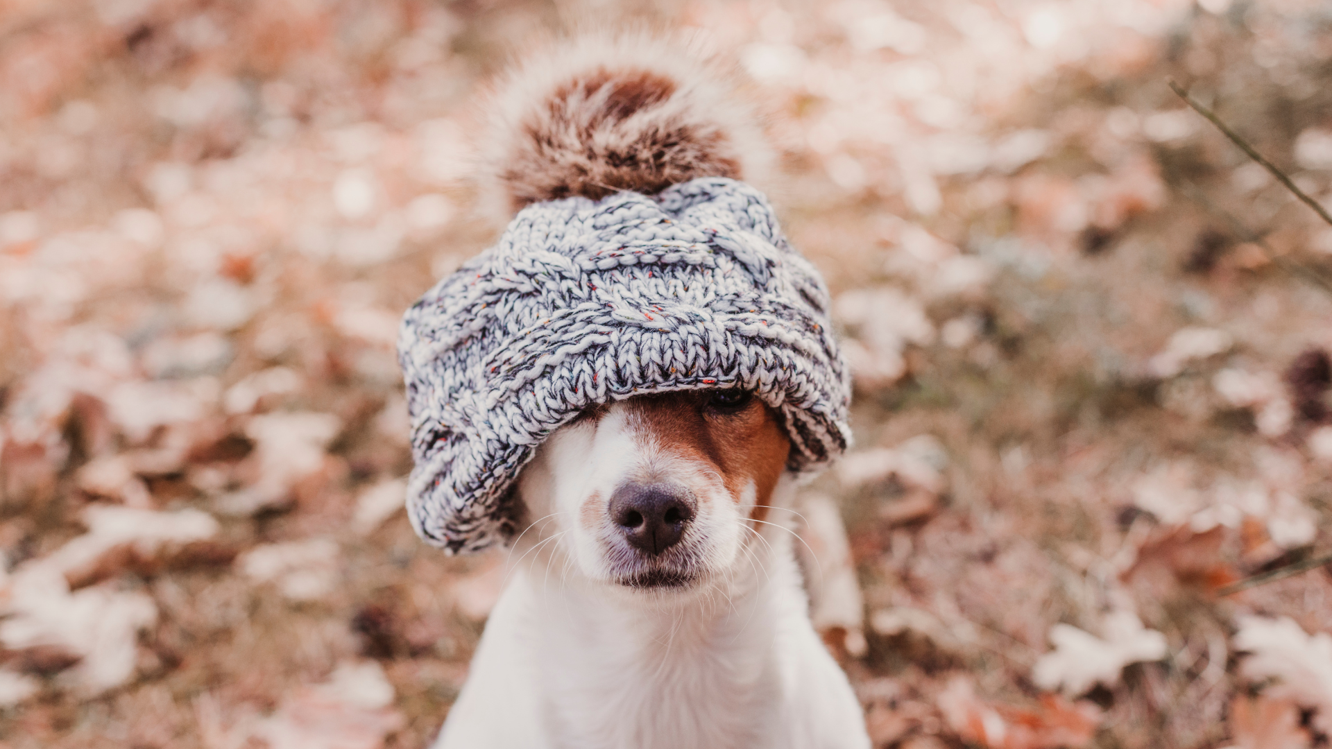 cachorro com gorro