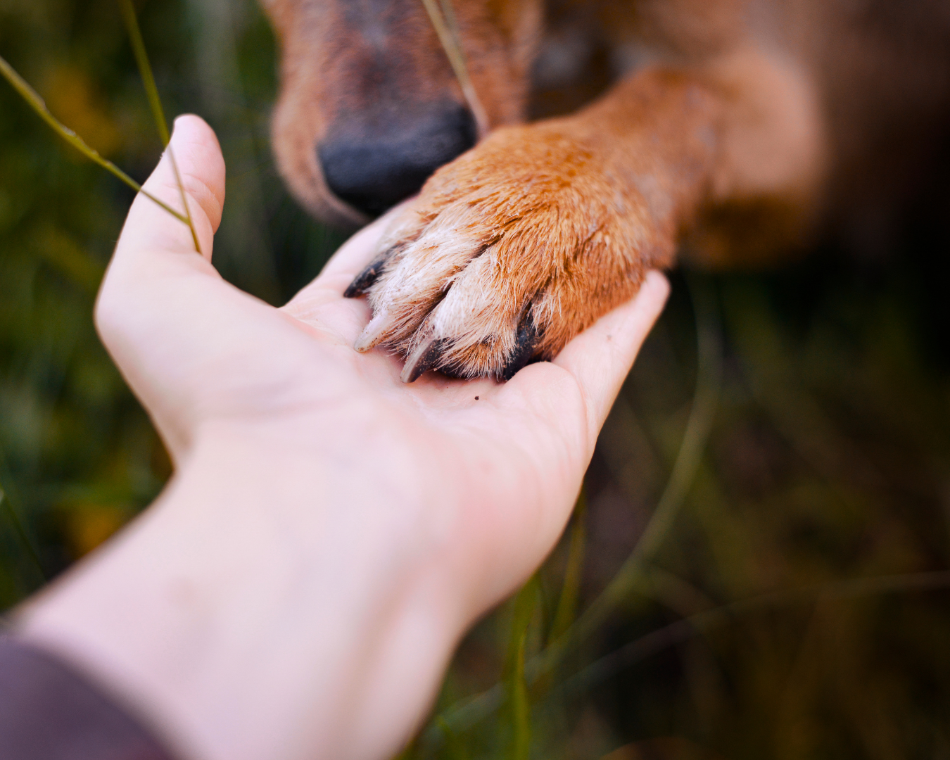 unhas cachorro