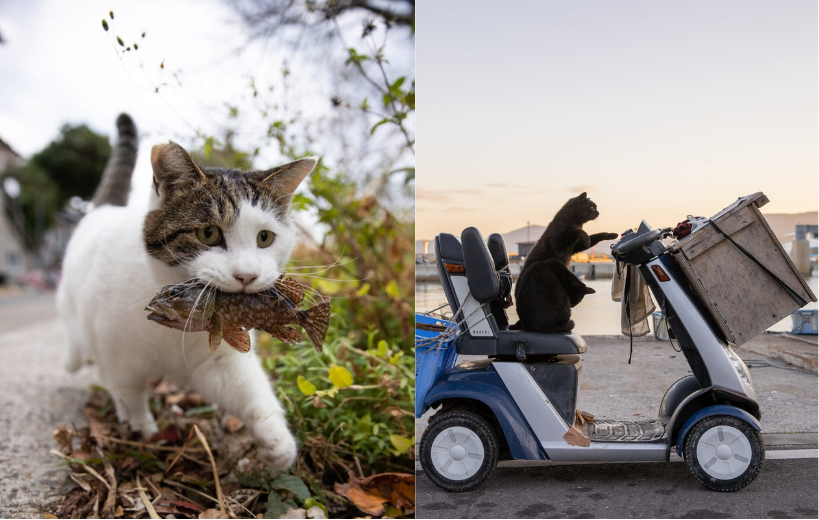 Fotógrafo registra gatos de rua no Japão e transforma cenas cotidianas em sucesso global