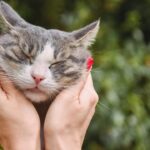 Dia Internacional do Gato: a forma única como os felinos demonstram amor