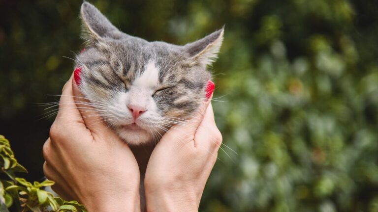 Dia Internacional do Gato: a forma única como os felinos demonstram amor