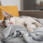 Dia Internacional do Gato traz respostas sobre os hábitos de sono dos felinos