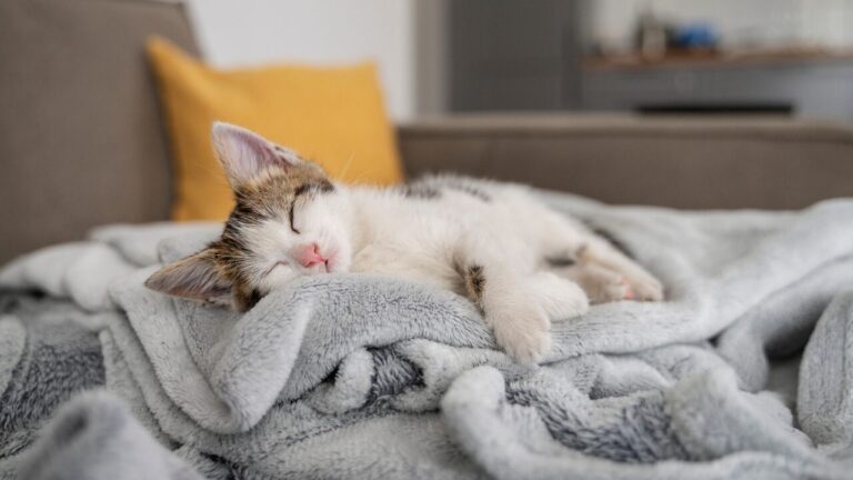 Dia Internacional do Gato traz respostas sobre os hábitos de sono dos felinos