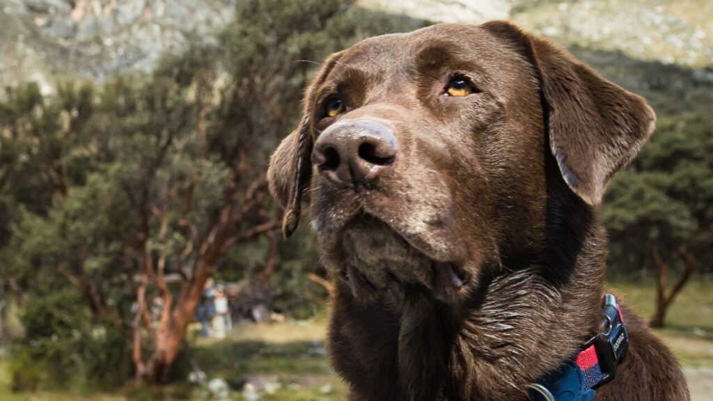 Dia Mundial do Cachorro: aos 16 anos, Bono mostra o amor que vence o tempo