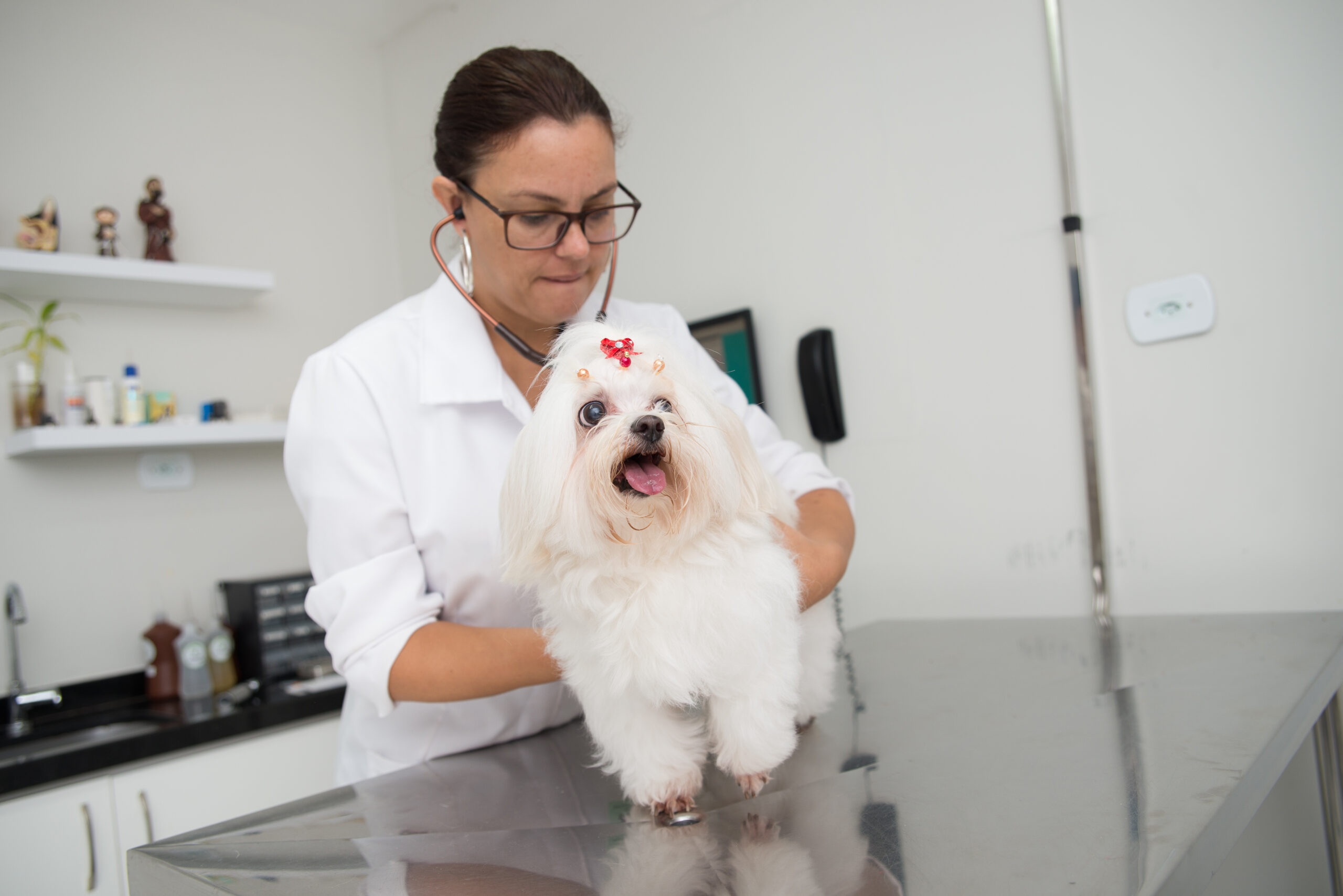 cachorro médica