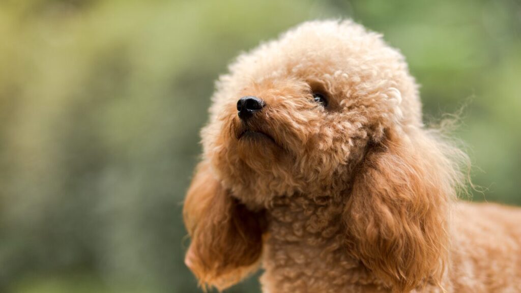 Doença silenciosa: veja as raças de cães com maior risco de hipertensão secundária