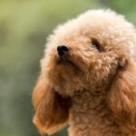 Doença silenciosa: veja as raças de cães com maior risco de hipertensão secundária