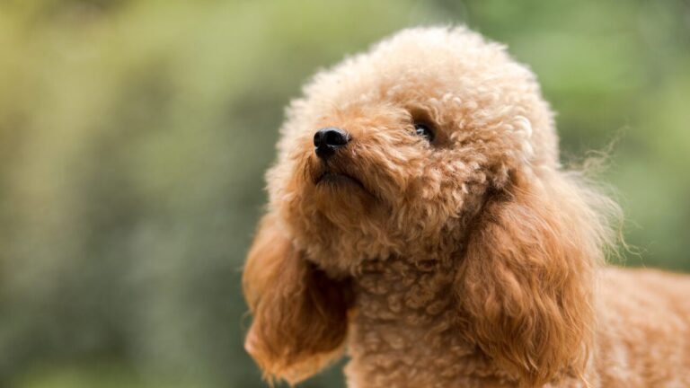 Doença silenciosa: veja as raças de cães com maior risco de hipertensão secundária