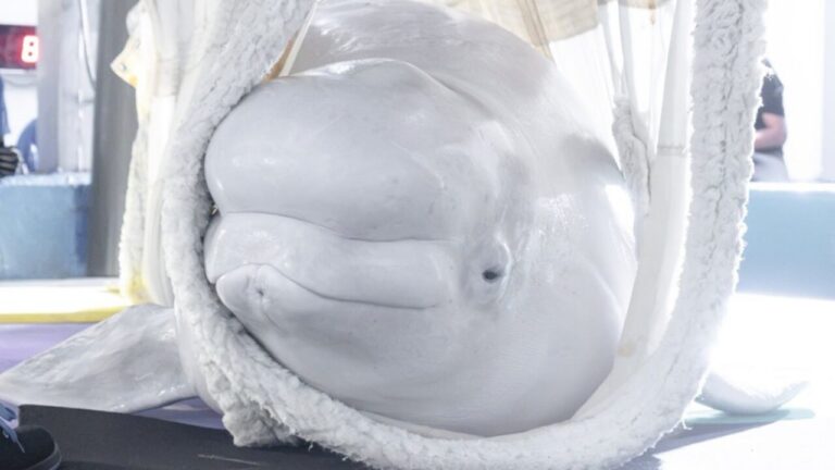 Duas belugas e quatro golfinhos viajam entre continentes para escapar da eutanásia