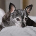É coisa da idade_ 7 mudanças em cães e gatos idosos que merecem atenção