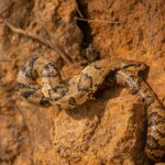 El Niño pode aumentar a chance de encontros com serpentes Entenda