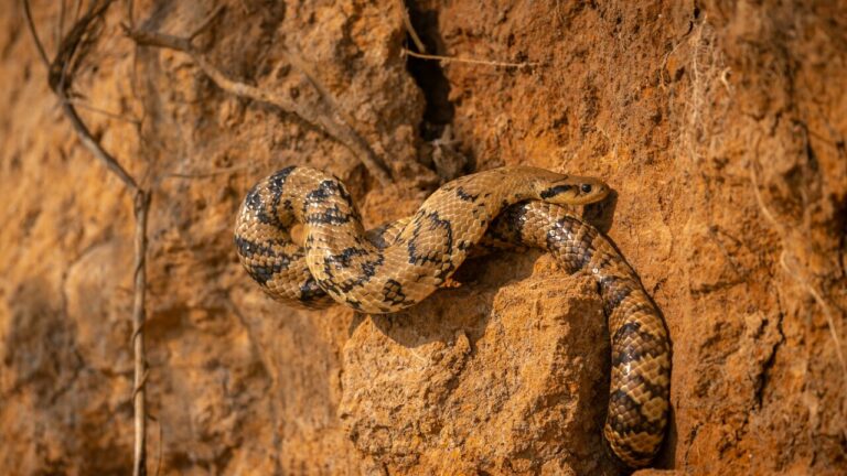El Niño pode aumentar a chance de encontros com serpentes Entenda