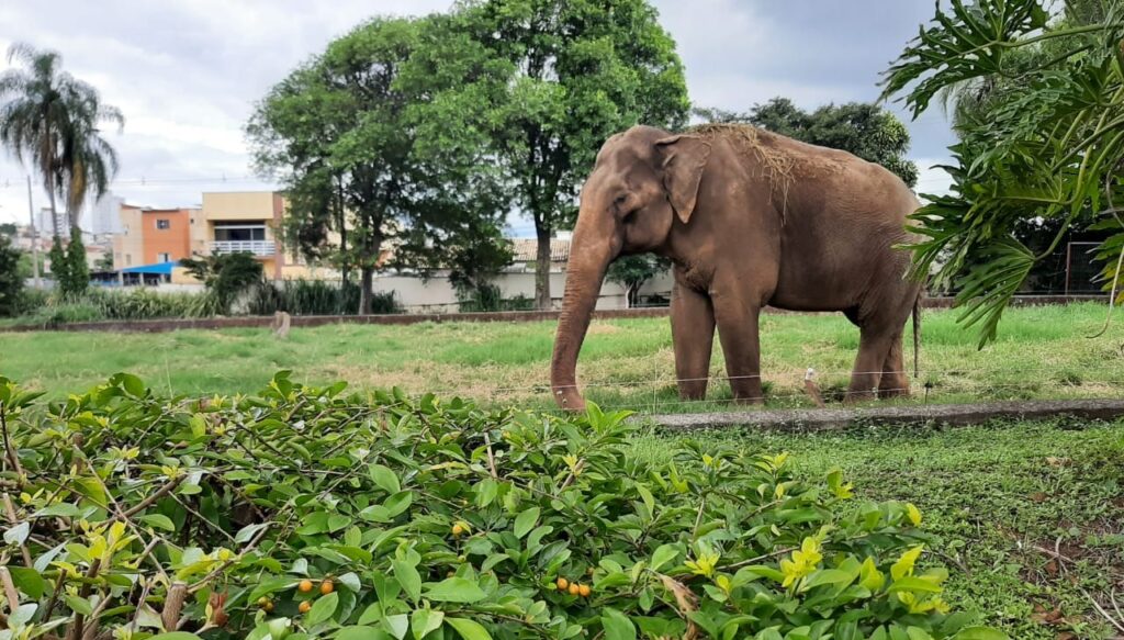 Transferência de elefante Sandro para santuário cria impasses em Sorocaba (SP)
