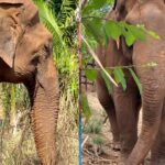 Elefante Sandro inicia adaptação em MT, bate recordes e ganha homenagem em SP