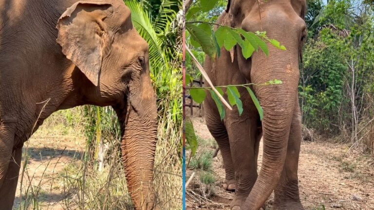 Elefante Sandro inicia adaptação em MT, bate recordes e ganha homenagem em SP