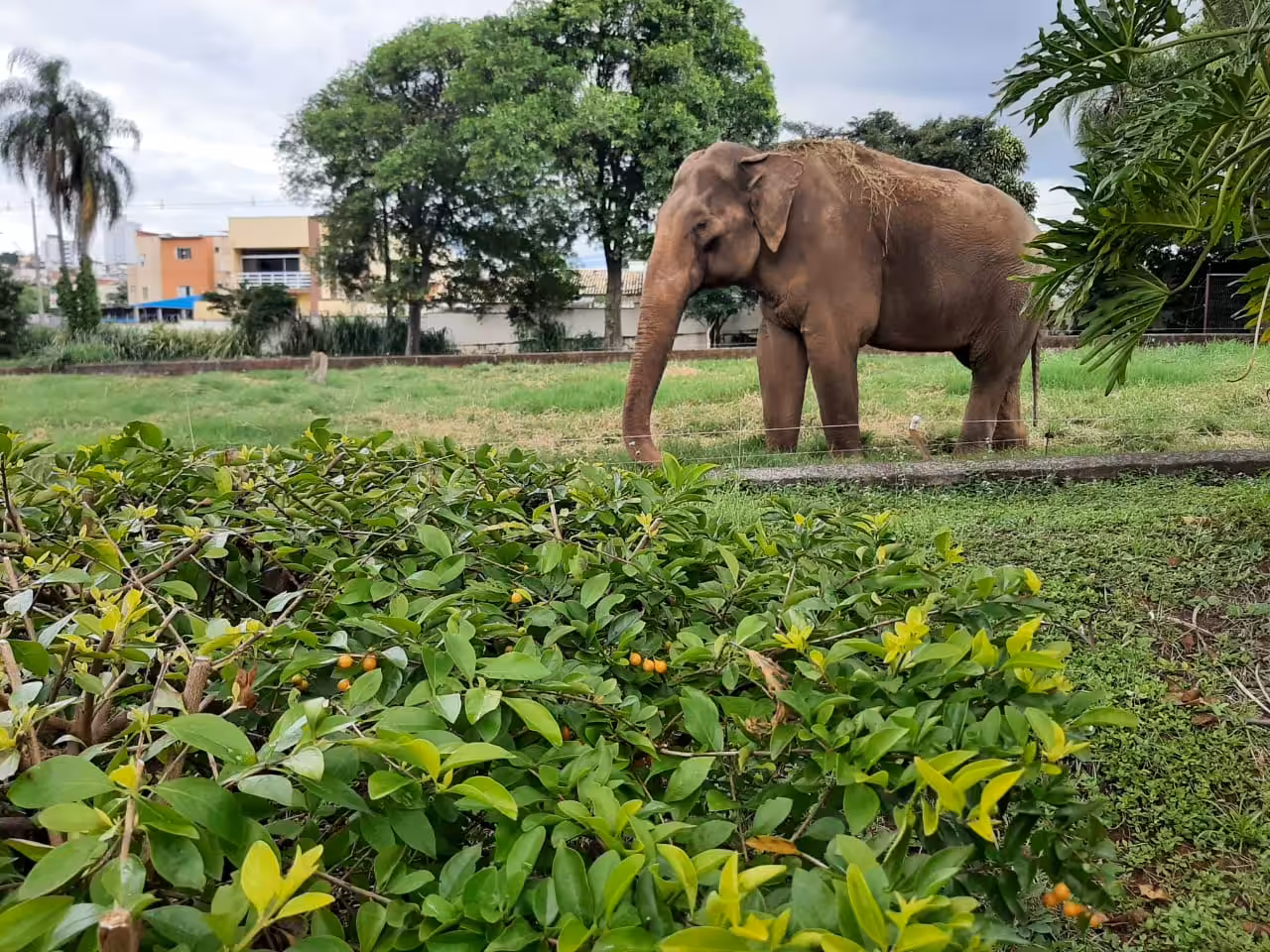 Transferência de elefante Sandro para santuário cria impasses em Sorocaba (SP)
