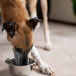 Emagrecimento com estratégia_ o papel dos alimentos coadjuvantes para obesidade