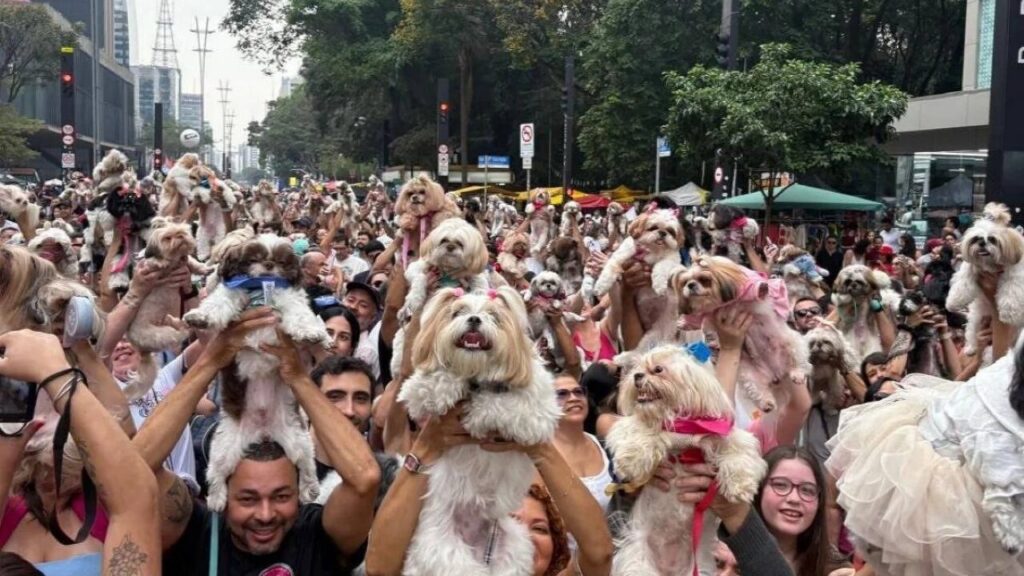 Encontro de shih-tzus reúne mais de mil cães e movimenta a Avenida Paulista em São Paulo