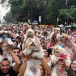 Encontro de shih-tzus reúne mais de mil cães e movimenta a Avenida Paulista em São Paulo