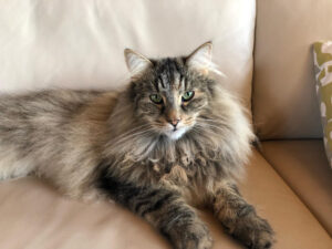 Guia de raças: Gato Maine Coon