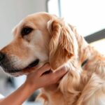 Estudo associa anomalia vascular hepática à formação de cálculos urinários em cães