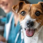 Estudo brasileiro aponta benefícios da associação de tramadol e dipirona no pós-operatório de cães