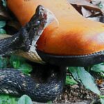 Estudo brasileiro com 40 mil "pisadas" em jararacas ganha o Prêmio Ig Nobel