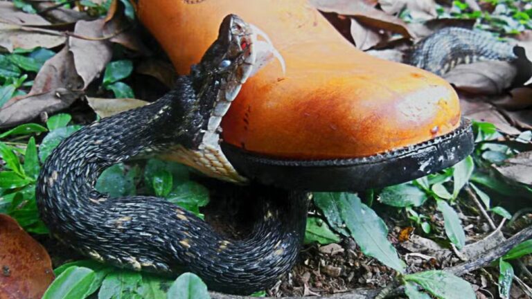 Estudo brasileiro com 40 mil "pisadas" em jararacas ganha o Prêmio Ig Nobel