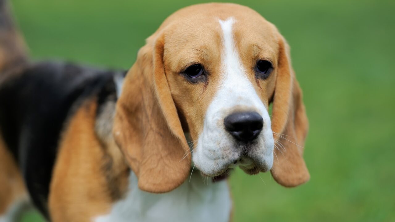 Estudo mapeia envelhecimento imunitário e metabólico em cães da raça Beagle