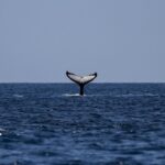Exploração de petróleo e gás com testes sísmicos ameaça Santuário de Baleias no Uruguai