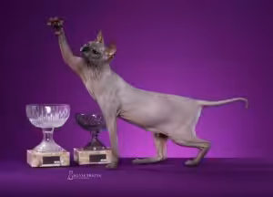 Expo Gatos Don Sphynx