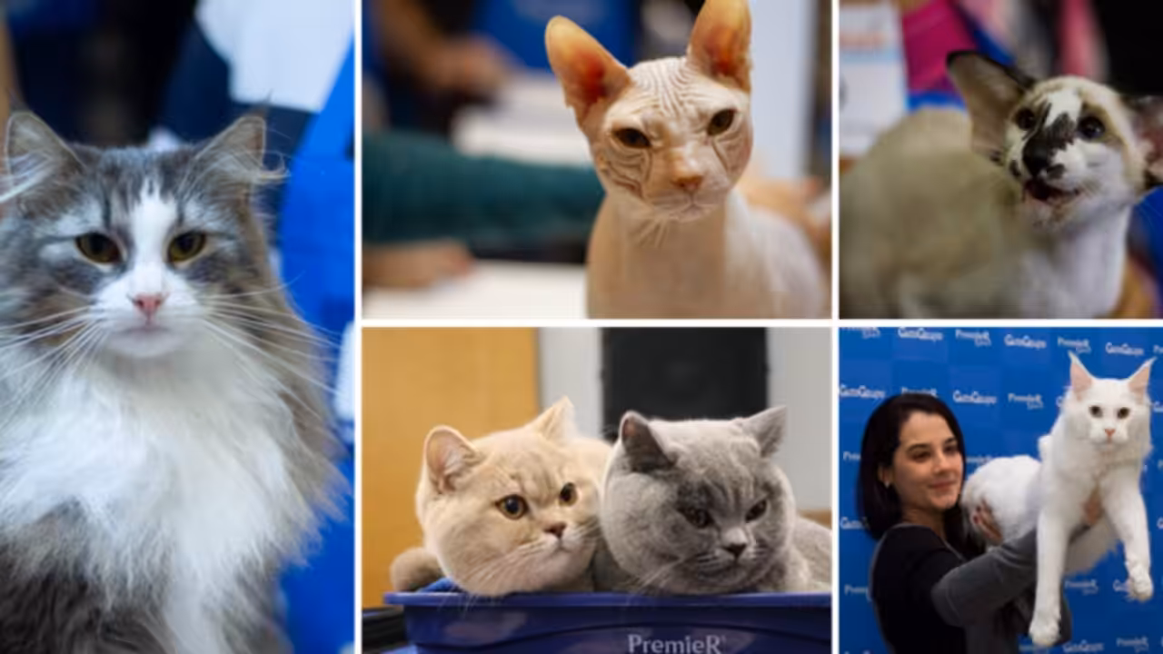 Exposições Internacionais GatoGrupo acontecem neste final de semana em Salvador