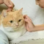 Boehringer Ingelheim amplia linha Purevax® e reforça vacinação personalizada para gatos no Brasil
