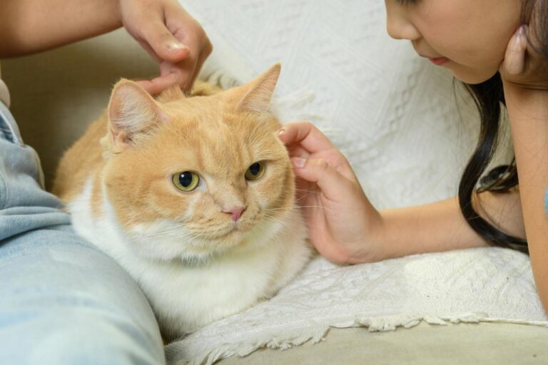 Boehringer Ingelheim amplia linha Purevax® e reforça vacinação personalizada para gatos no Brasil
