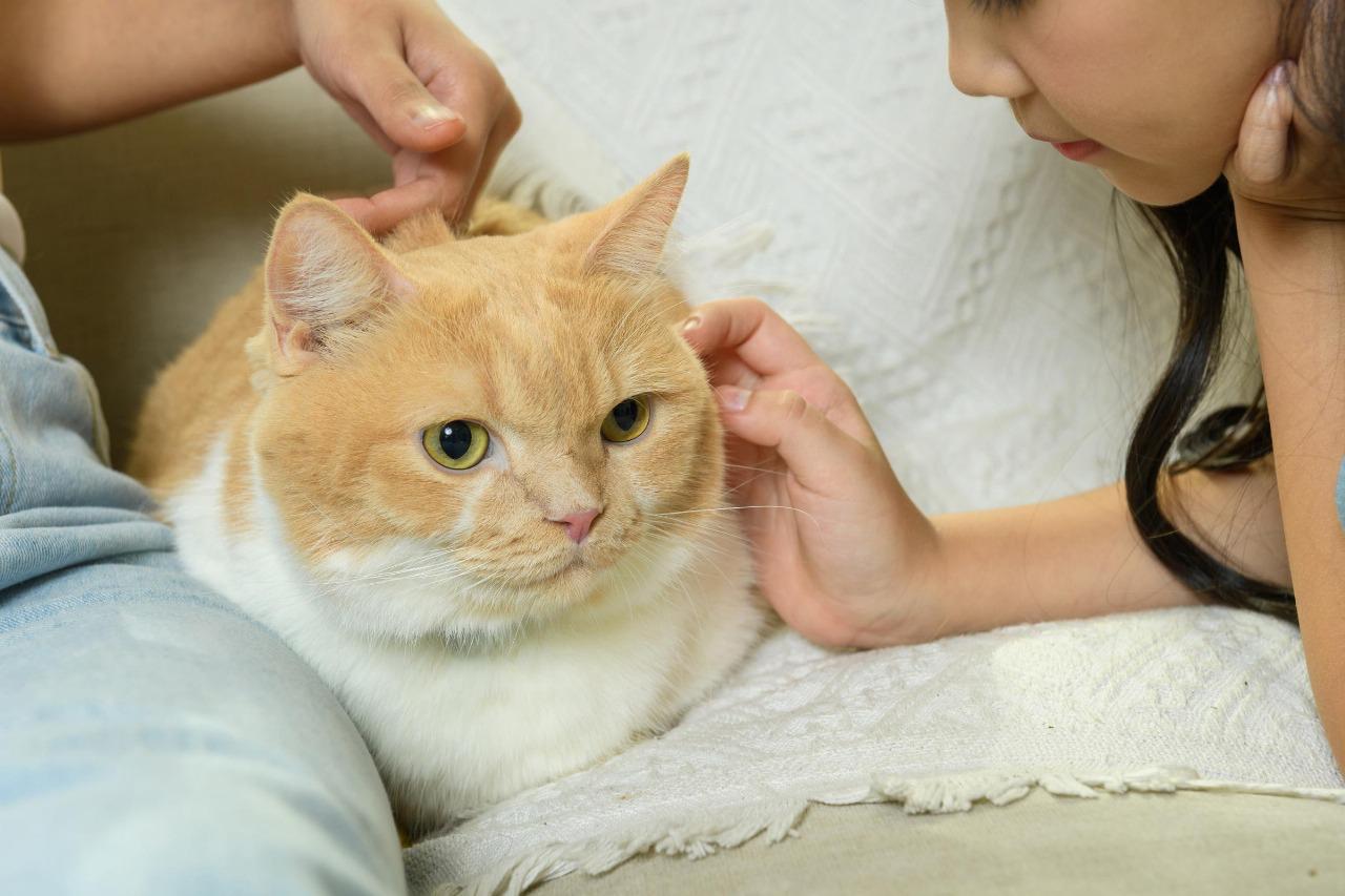 Boehringer Ingelheim amplia linha Purevax® e reforça vacinação personalizada para gatos no Brasil