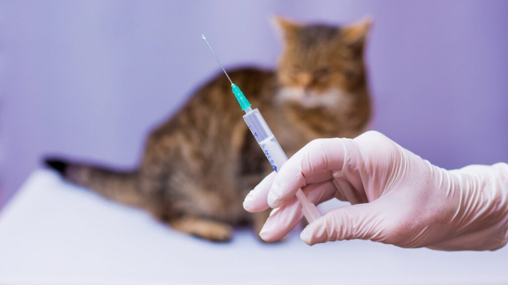 Campinas (SP) registra primeiro caso de raiva em gato desde 2016 e faz busca ativa