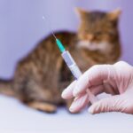 Campinas (SP) registra primeiro caso de raiva em gato desde 2016 e faz busca ativa