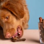 Petiscos para pets: como escolher opções seguras e quais devem ser evitadas