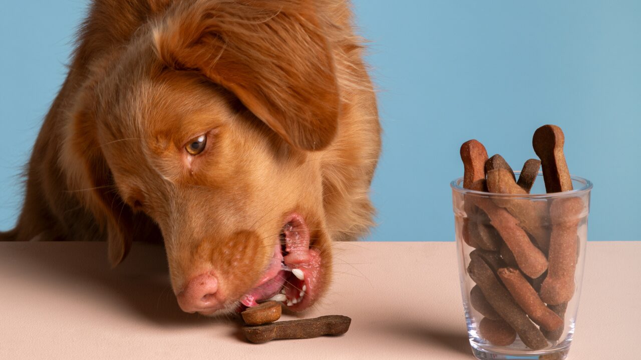 Petiscos para pets: como escolher opções seguras e quais devem ser evitadas