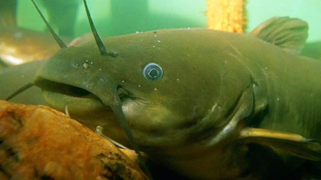 Estudo descobre o primeiro caso de câncer transmissível em peixes no mundo