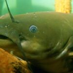 Estudo descobre o primeiro caso de câncer transmissível em peixes no mundo