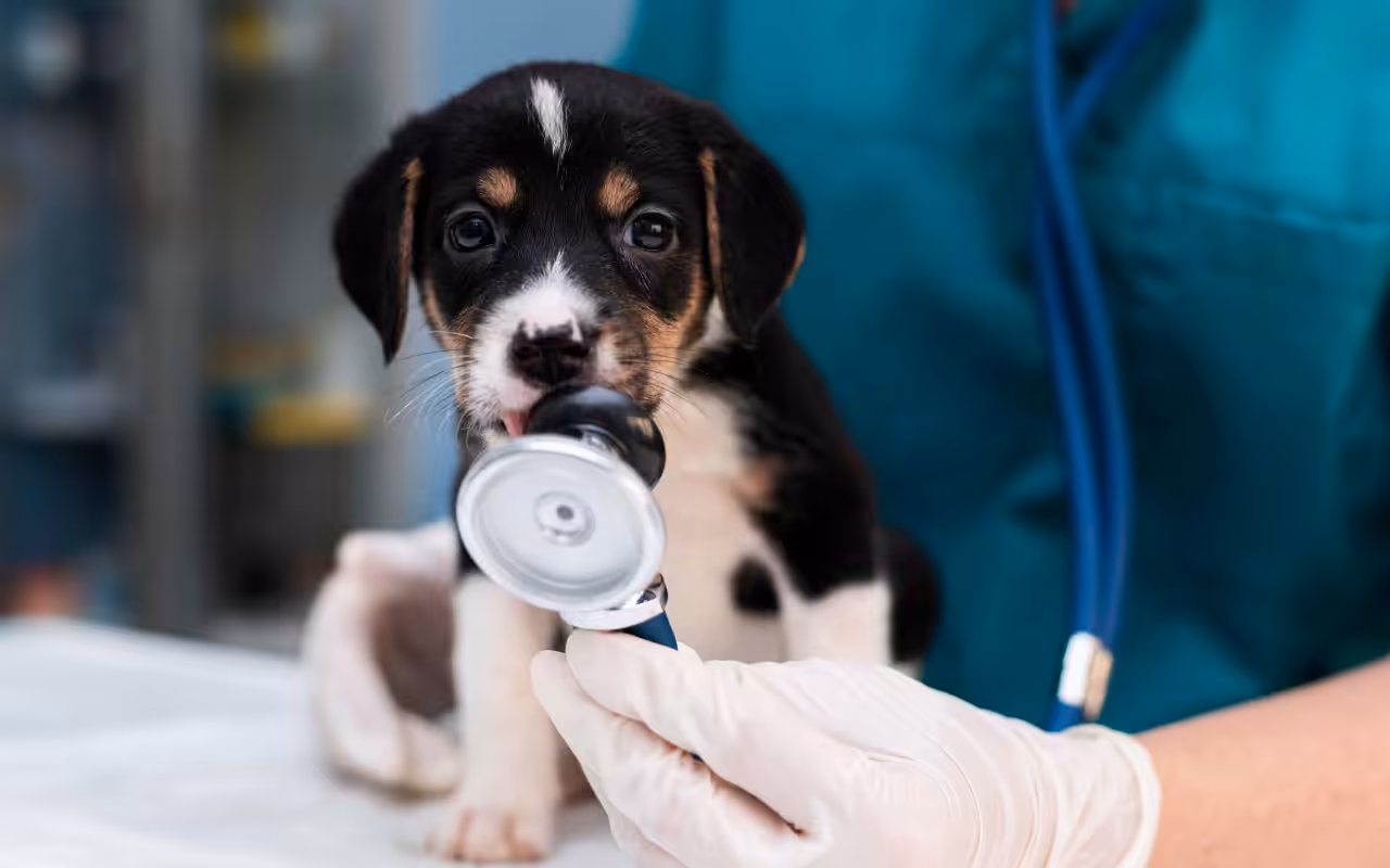 Seminário Nacional do CFMV discute o futuro do ensino da Medicina Veterinária no Brasil