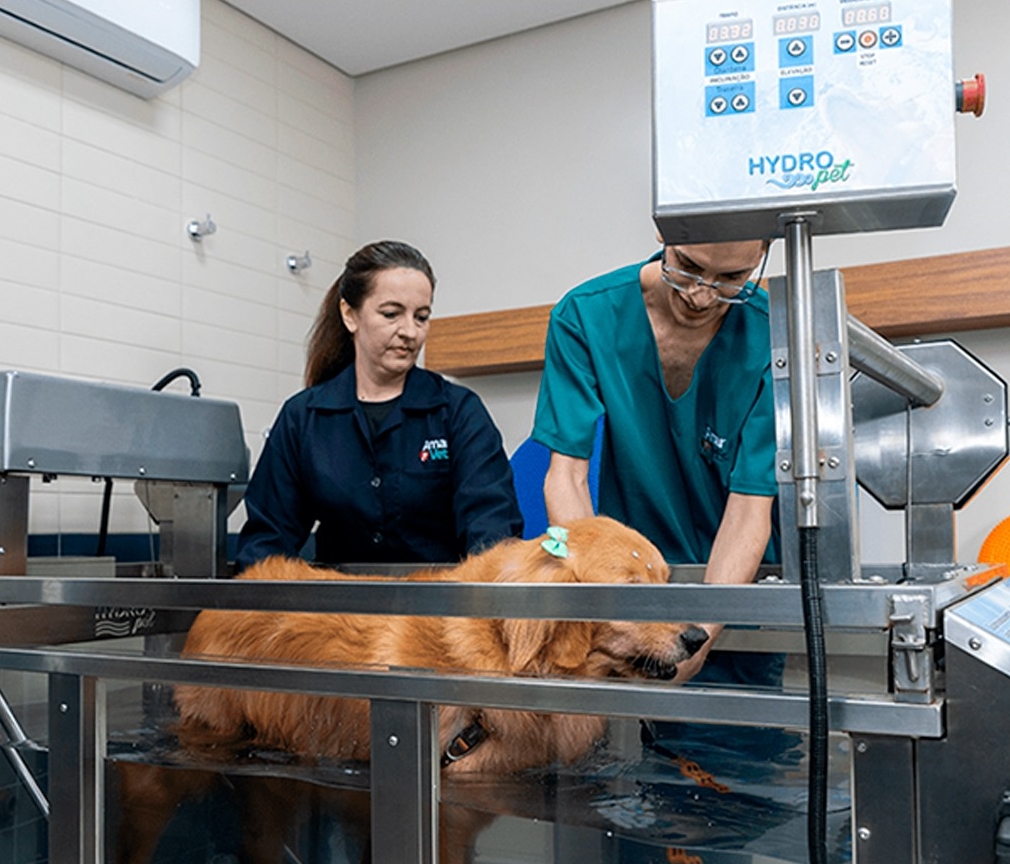 fisioterapia veterinária