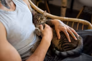 GATO NO COLO DE UMA MULHER